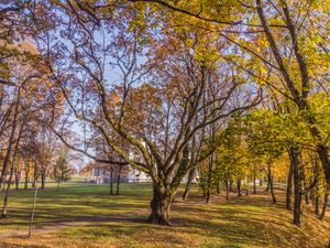 플룬게에 있는 페르쿠나스 참나무 (~500-800년) 리투아니아