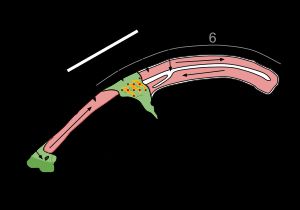 두개골 볏의 내부 구조를 보여주는 다이어그램