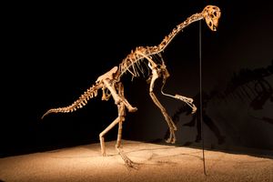 MPC-D 100/42; 오비랍토르의 주요 표본이 되었지만, 나중에 두개골 차이로 인해 시티파티속으로 재분류 되었다.