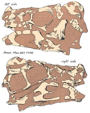 오스본의 홀형 두개골 선화
