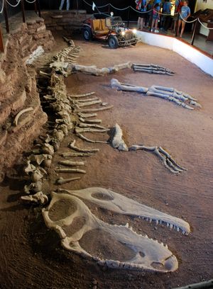 모식 표본 골격으로 재구성된 두개골, 팔, 발, EBPM 바닥에 전시