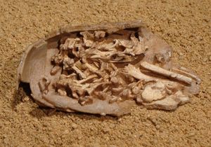 Citipati 배아 IGM 100/971