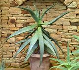 알로에 페록스(케이프 알로에)