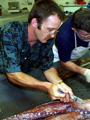 보존을 위해 대왕오징어 표본에 포르말린을 주입하고 있다.