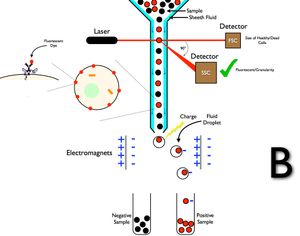 Fluorescence Assisted Cell Sorting (FACS)