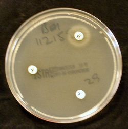 헤모필루스 인플루엔자는 성장을 위해 헤민과 NAD가 필요하다. 이 배양에서 헤모필루스는 이러한 인자가 함유된 종이 디스크 주변에서만 성장했다. 헤민 또는 NAD만 포함된 디스크 주변에서는 세균 성장이 관찰되지 않았다.