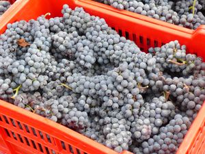 바롤로의 주 원료인 네비올로 포도