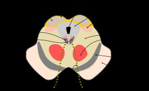 상구 수준의 중뇌 횡단면