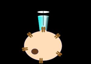 세포 부착 패치 클램프