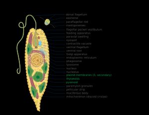 유글레나류 신체 구조 1: 등쪽 편모, 2: 축사, 3: 파라플라젤라 막대, 4: 마스티고네메 - 편모에 부착된 "털", 5: 편모 주머니 전정, 6: 섭식 장치, 7: 축 방향 팽윤, 8: 눈점 기구 - 빛의 방향과 강도를 감지하는 데 사용되는 광수용체, 9: 수축포 - 세포 내 수분량을 조절, 10: 배쪽 편모, 11: 배쪽 뿌리, 12: 골지체 - 단백질을 변형하고 세포 밖으로 보냄, 13: 소포체 - 특정 세포 부분으로 이동하는 분자를 위한 수송 네트워크, 14: 식포, 15: 리소좀 - 효소를 보유, 16: 핵, 17: 인, 18: 플라스티드 막 (3, 2차), 19: 틸라코이드 - 광합성의 광의존 반응 부위, 20: 피레노이드 - 탄소 고정의 중심, 21: 파라밀론 과립, 22: 펠리큘러 스트립, 23: 점액체, 24: 미토콘드리아 - 세포를 위한 ATP (에너지) 생성 (원반형 능)