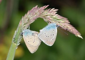 짝짓기하는 Cyaniris semiargus
