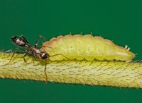 Euchrysops cnejus}} 유충. 후단 부근에 신축 돌기가 보인다.