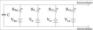 세포막의 회로 모형. 각 이온 통로는 병렬로 연결된 가변저항으로, 이온의 농도차에 의한 확산 경향은 평형 전위만큼의 값을 가지는 전지로 이해할 수 있다. 그림의 각종 V_X는 본문의 E_X에 해당한다.