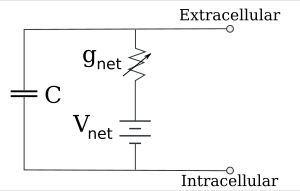골드만 방정식을 사용하여 이온 특이적 경로를 결합하여 얻은 축소된 회로