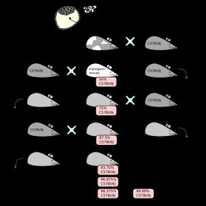 세대별 키메라 특성 분포