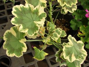 이 제라늄 식물의 잎 중앙에 있는 녹색 세포는 정상적인 엽록소를 가진 상피 세포층에서 형성되었다. 그 세포층은 잎의 가장자리까지 확장되지 않으므로 다른 발달 층의 엽록소 결핍 세포를 보여준다. 이것은 주벽 키메라이다.