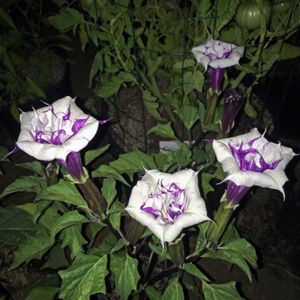 D. metel 'Fastuosa' (밤에 촬영한 플래시 사진).