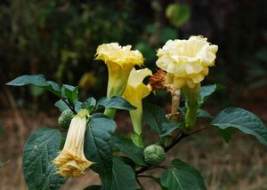 꽃과 열매를 맺은 D. metel 'Chlorantha'.