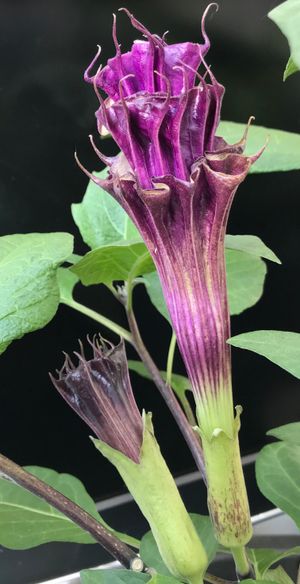 세 겹 꽃의 D. metel 'Fastuosa'의 꽃봉오리, 위에 표시된 촐라 청동 나타라자와 비슷한 발달 단계의 하나.