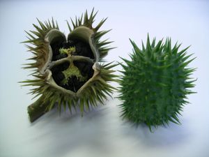 성숙한 (왼쪽) 및 미성숙한 (오른쪽) 씨앗 꼬투리