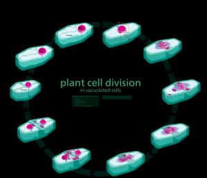 식물 세포 주기