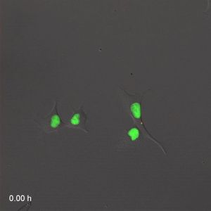 형광 단백질은 세포 주기 진행을 시각화하는 데 사용된다. IFP2.0-hGem(1/110) 형광은 녹색으로 표시되며, S기, G2기, M기를 강조한다. smURFP-hCdtI(30/120) 형광은 적색으로 표시되며, G0기, G1기를 강조한다.