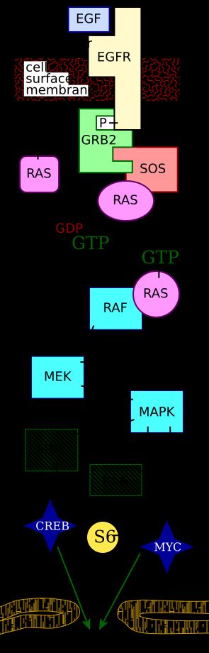 세포 신호전달 경로의 일종인 MAPK/ERK 경로의 주요 구성 요소