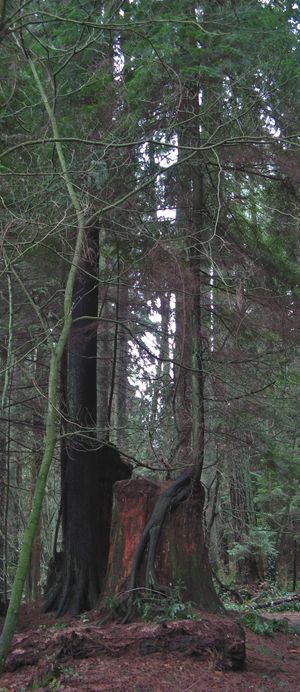 그루터기에서 자라는 나무는 공원 숲의 재생을 보여준다.