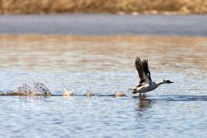 이륙하는 흰비오리