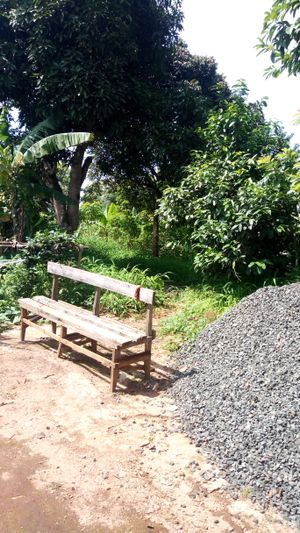 바멘다의 세임 조의 덤불