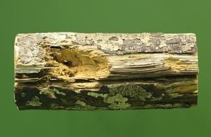 아이아이가 유충을 잡아먹기 위해 갉아먹은 나뭇가지