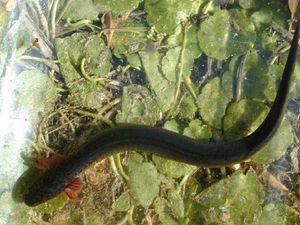 사이렌은 뱀장어와 같은 외형을 가지고 있다.