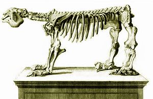 1796년 최초의 Megatherium americanum 표본 삽화