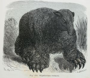 1863년의 Megatherium americanum 복원 삽화, 짧은 코를 가진 모습으로 묘사