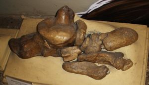 메가테리움 발, 확대되고 길어진 종골(왼쪽)과 가쪽 발가락을 보여주는 그림