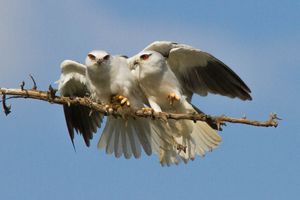 짝짓기 중인 검은어깨매 암수 한 쌍(E. c. vociferus)과 설치류