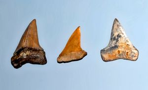 화석 C. hastalis의 이빨