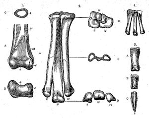 O. velox의 모식 재료