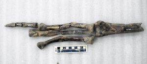 Ornithomimus velox 모식 표본