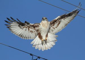 날개, 꼬리 및 어두운 다리를 보여주는 붉은털발말똥가리, 뉴멕시코주 라스베이거스 근처