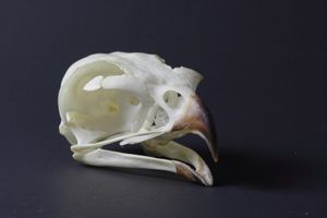 붉은털발말똥가리의 두개골