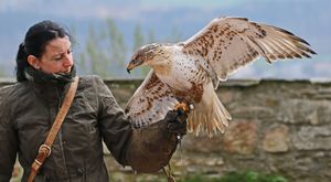 작센의 아우구스투스부르크 성에 있는 붉은털발말똥가리