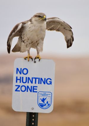 라크리크 국립 야생동물 보호구역(Lacreek National Wildlife Refuge)의 붉은털발말똥가리