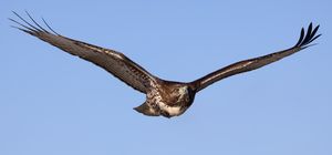 비행 중인 서부의 어린 붉은꼬리말똥가리