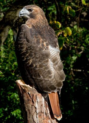 특징적인 붉은 꼬리