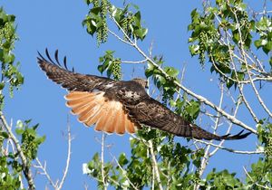 붉은꼬리말똥가리의 특징적인 벽돌색 꼬리.