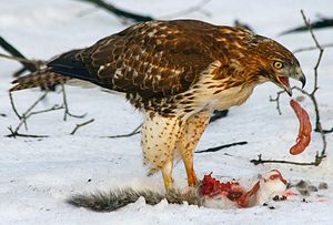 어린 개체가 동부 회색 다람쥐를 먹고 있다