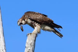 새똥을 토해내는 모습