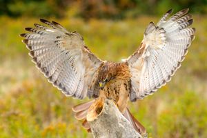 캐나다 온타리오에 있는 캐나다 랩터 보존 협회의 매