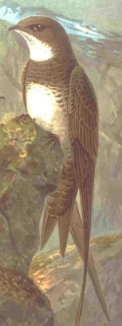 Alpine swift